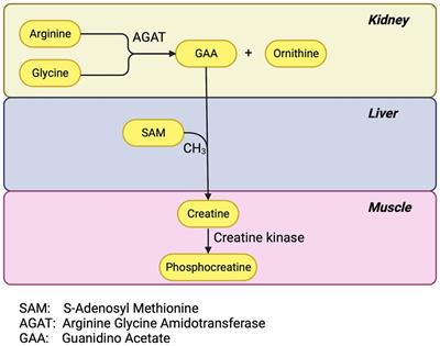 Long COVID: Is there a kidney link?